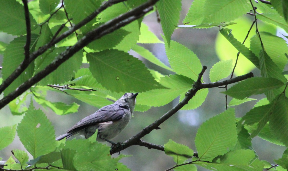 Tufted Titmouse - ML620617845