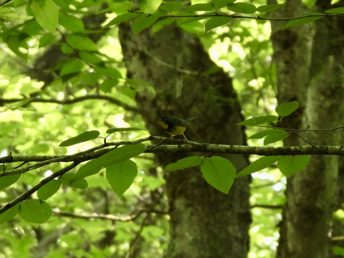 Canada Warbler - ML620617846