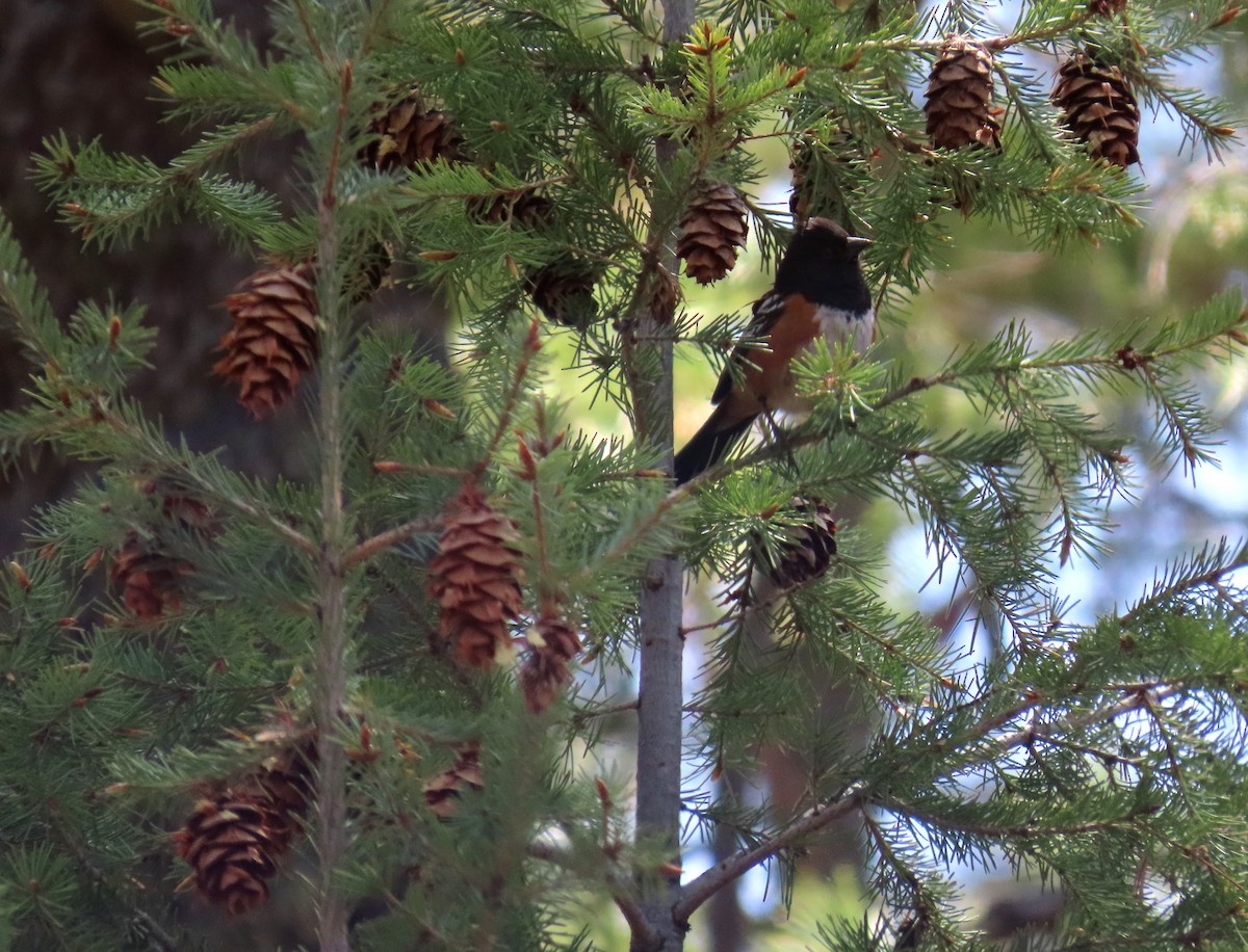 Spotted Towhee - ML620617851