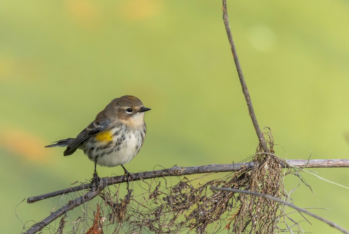 Yellow-rumped Warbler - ML620617852