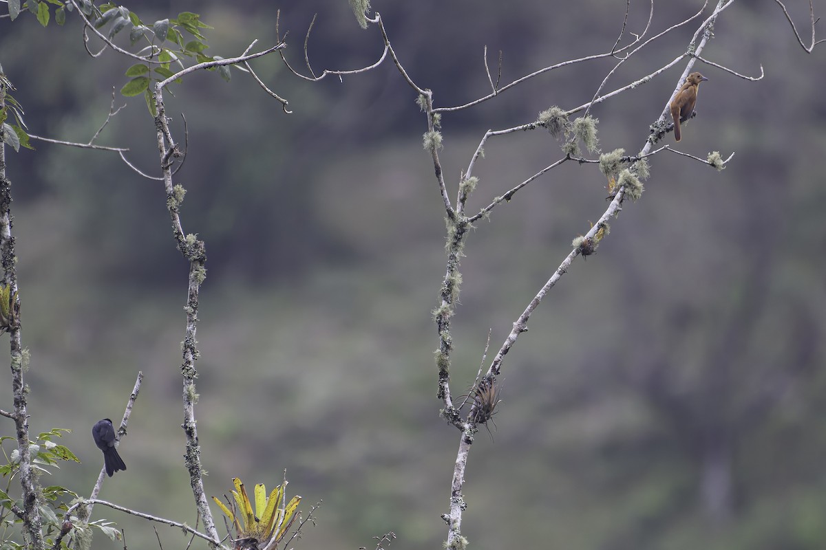 White-lined Tanager - ML620617855