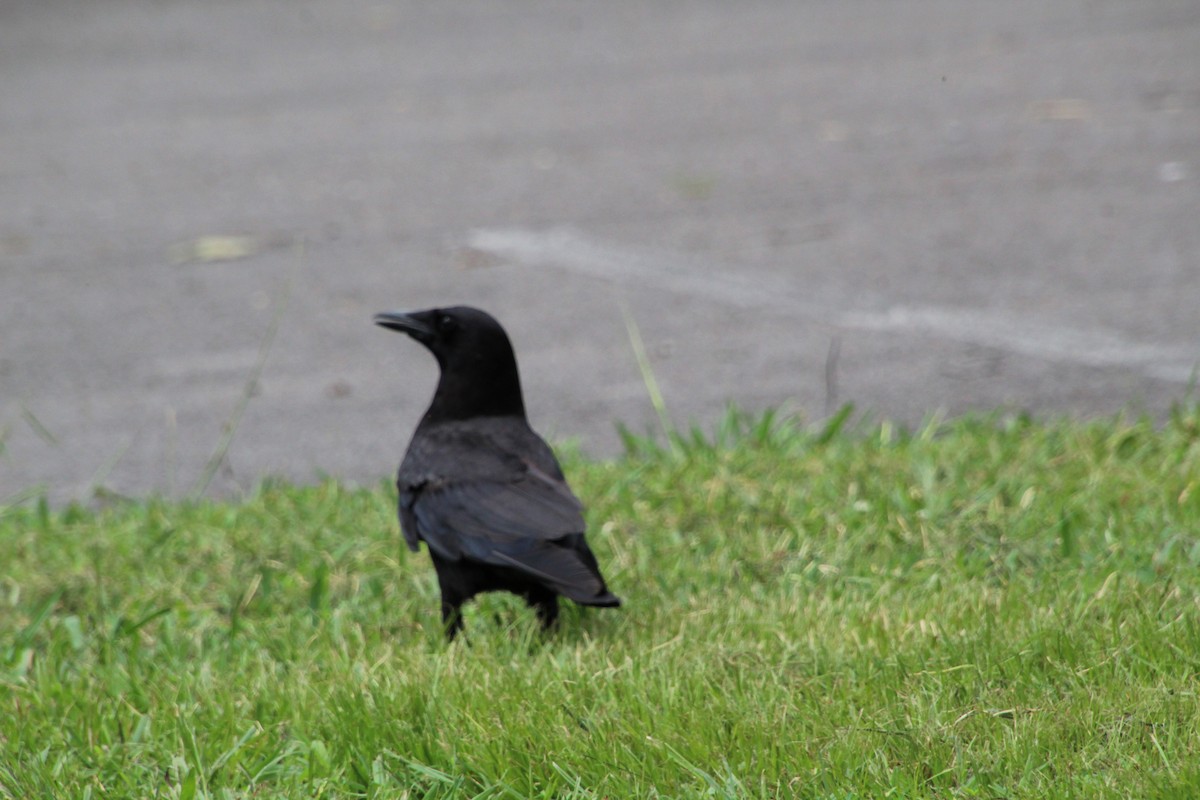 American Crow - ML620617857