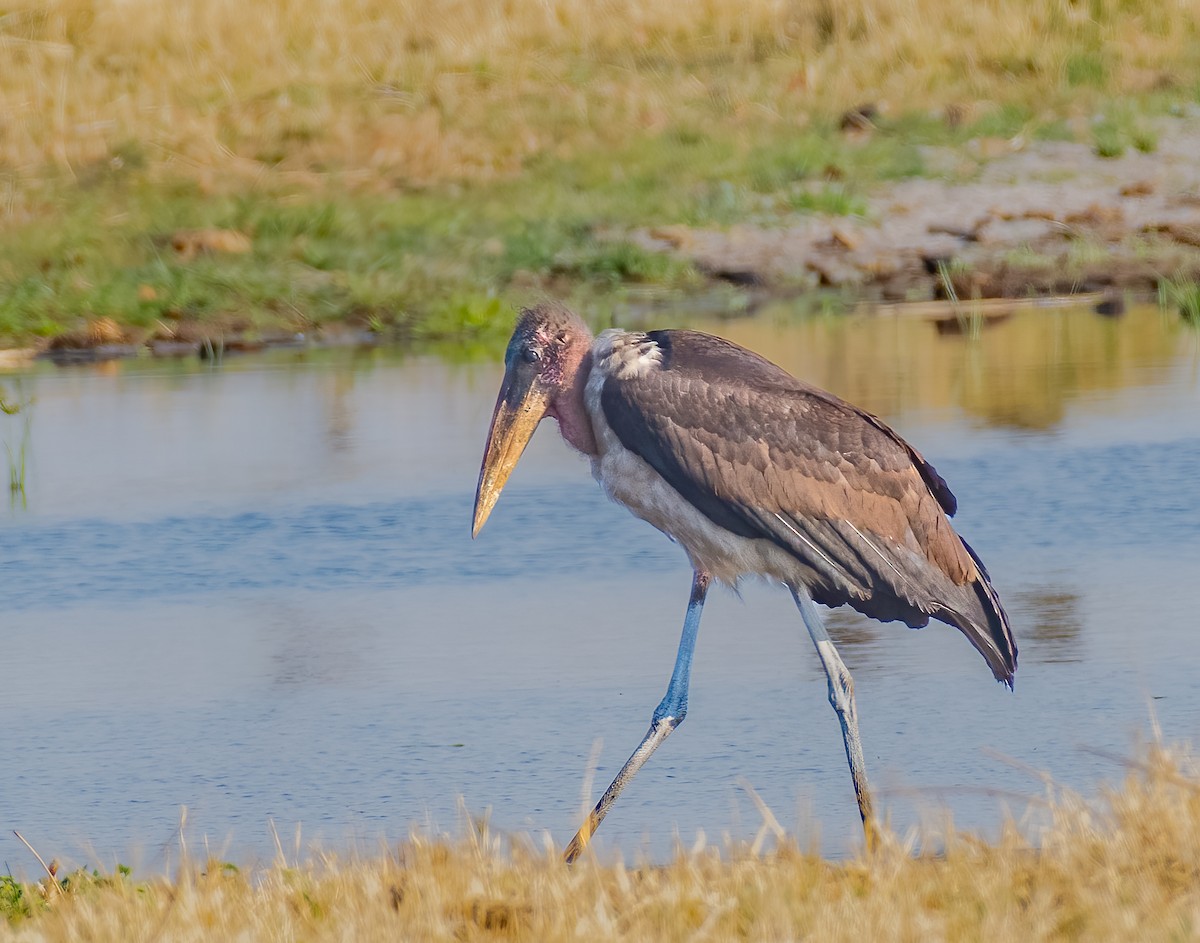 Marabou Stork - ML620617859