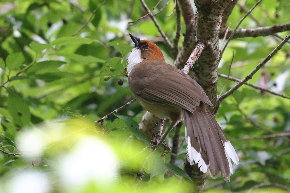 Rufous-crowned Laughingthrush - ML620617860