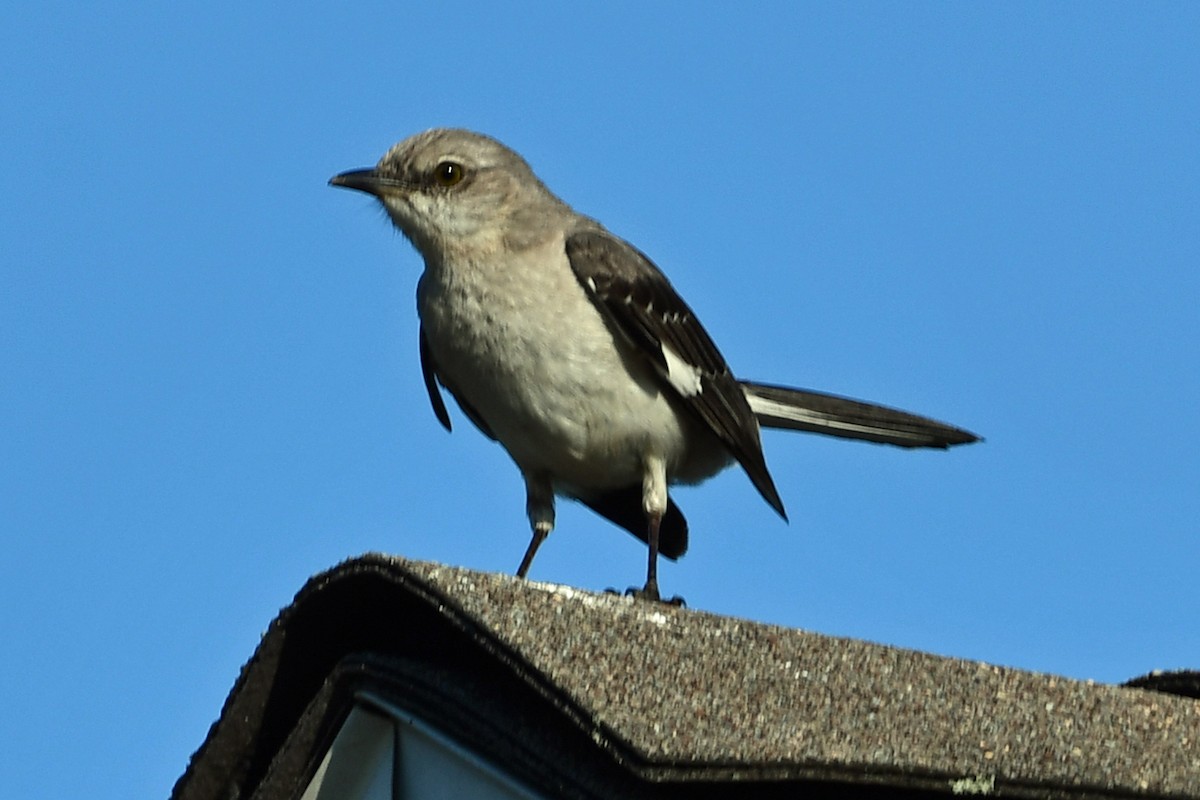 Northern Mockingbird - ML620617863