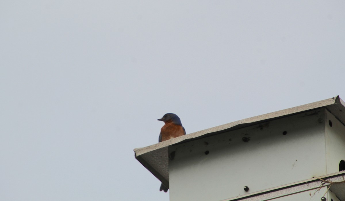 Eastern Bluebird - Carole Swann