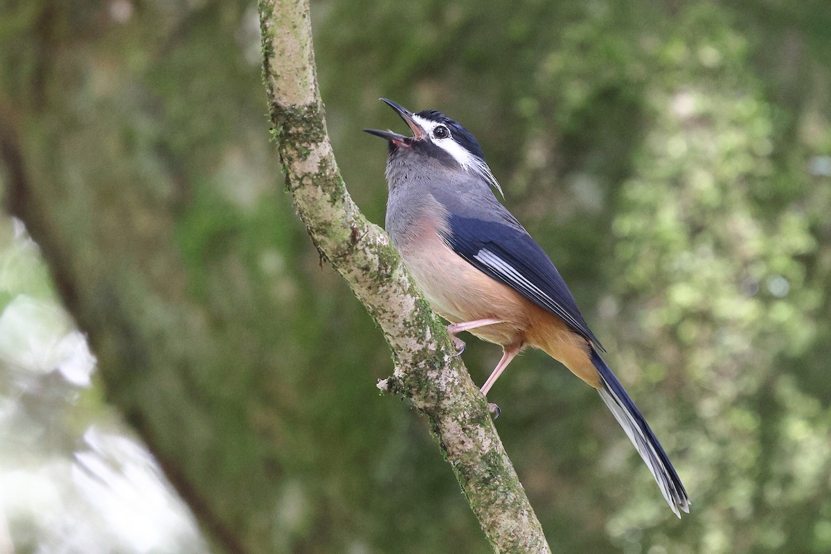 White-eared Sibia - ML620617868