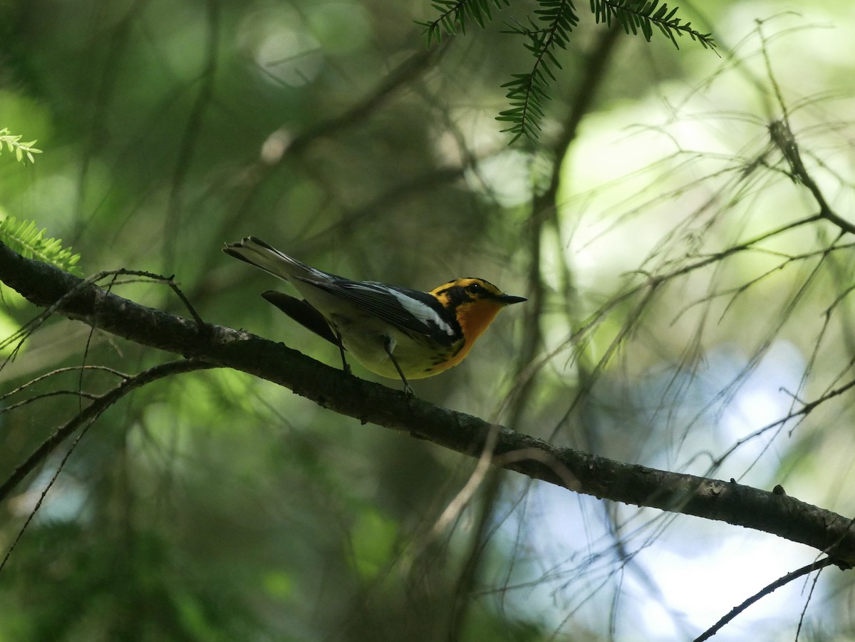 Blackburnian Warbler - ML620617869