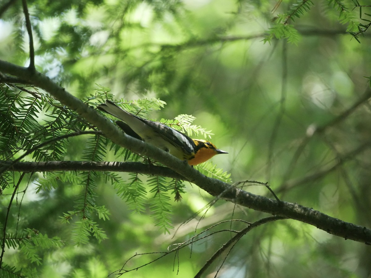 Blackburnian Warbler - ML620617870