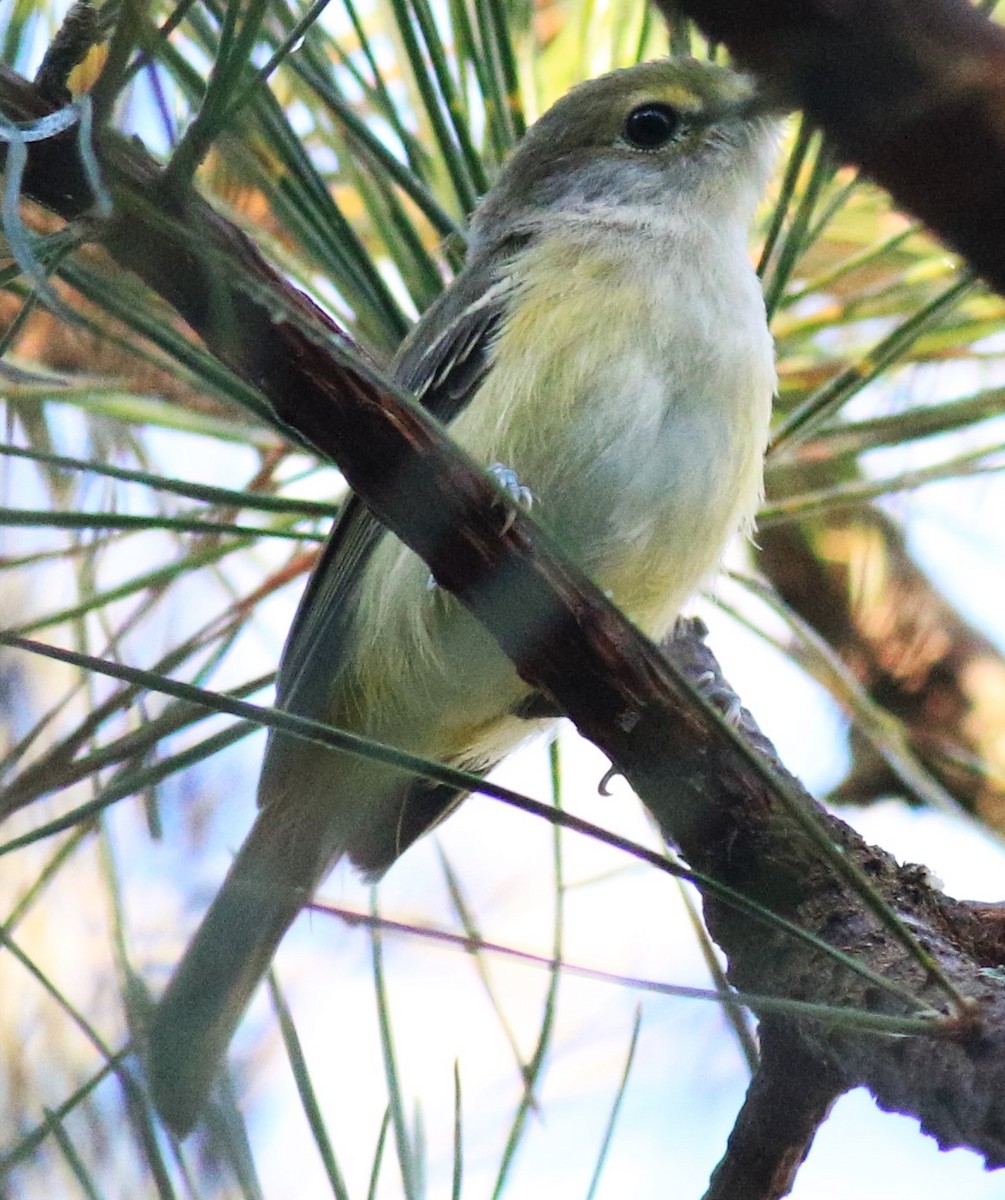 White-eyed Vireo - ML620617875