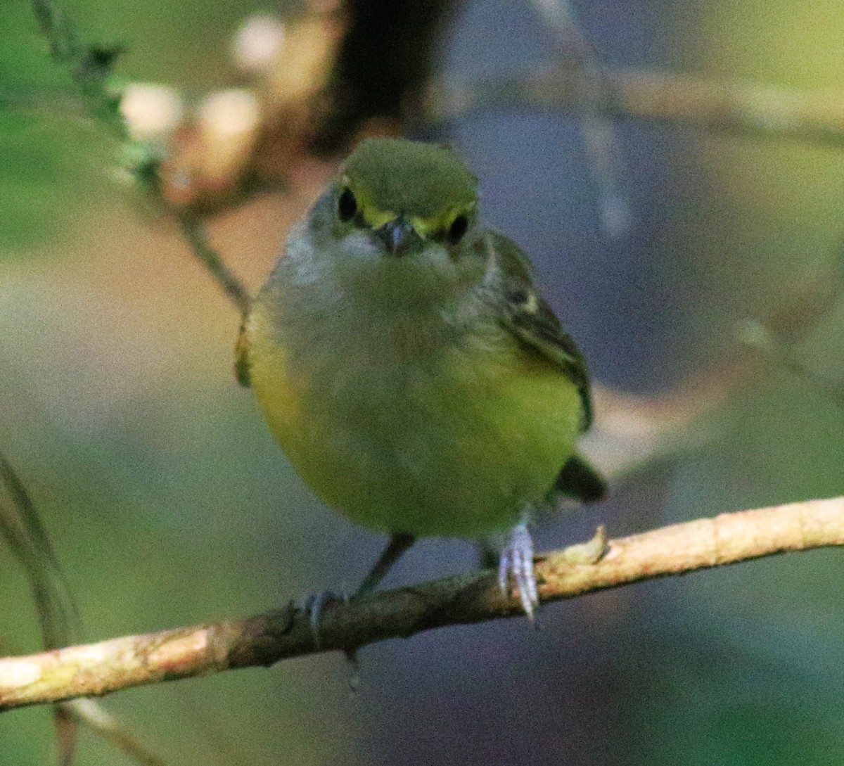 White-eyed Vireo - ML620617876