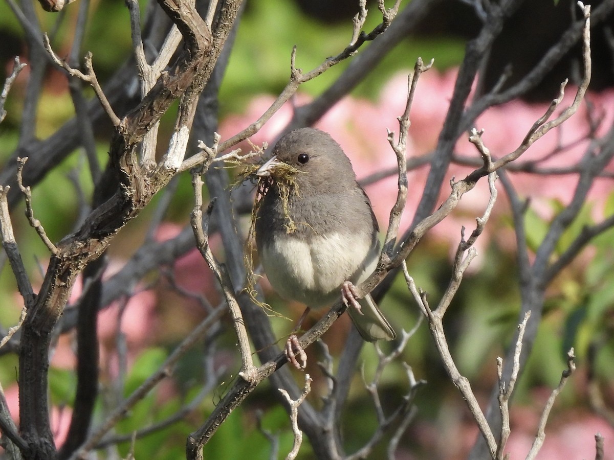 Dark-eyed Junco - Daniel Jonas