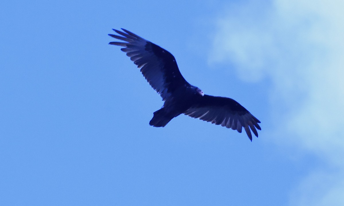 Turkey Vulture - ML620617883