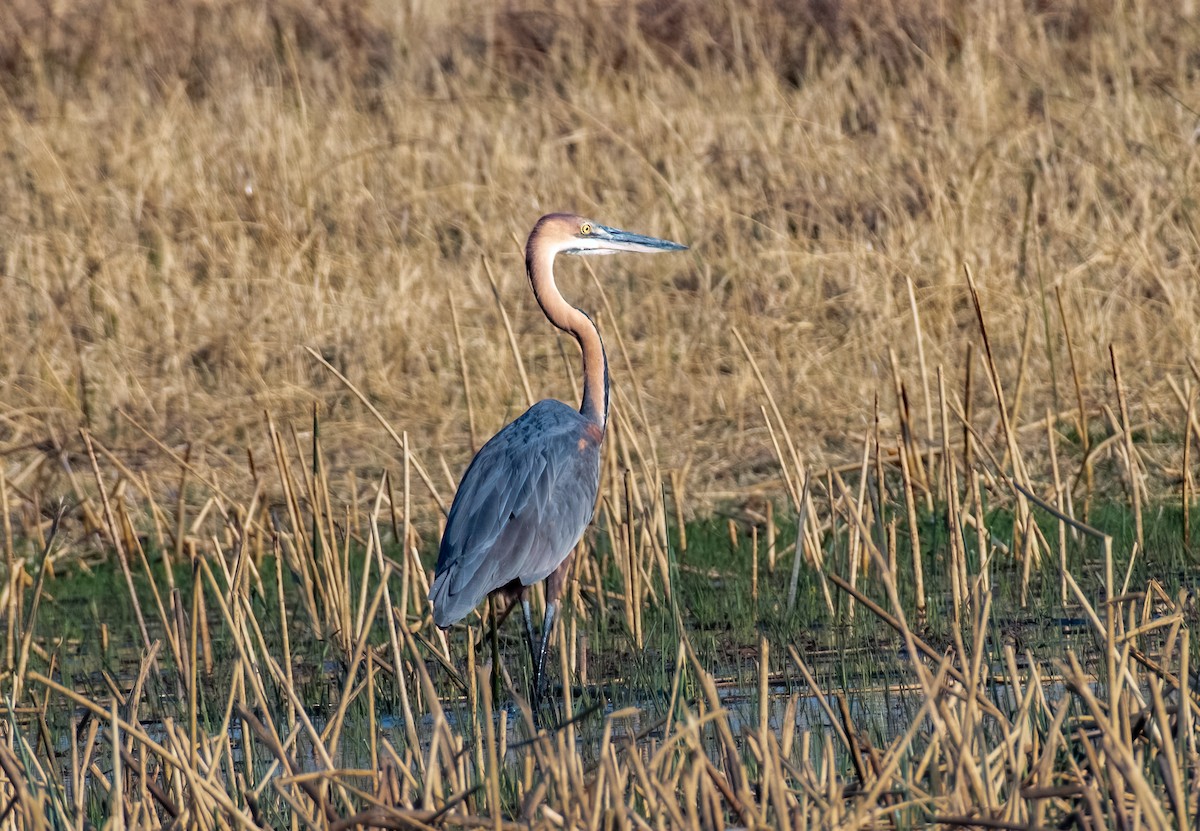 Goliath Heron - ML620617892