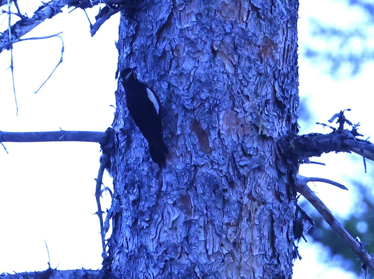 Williamson's Sapsucker - ML620617895