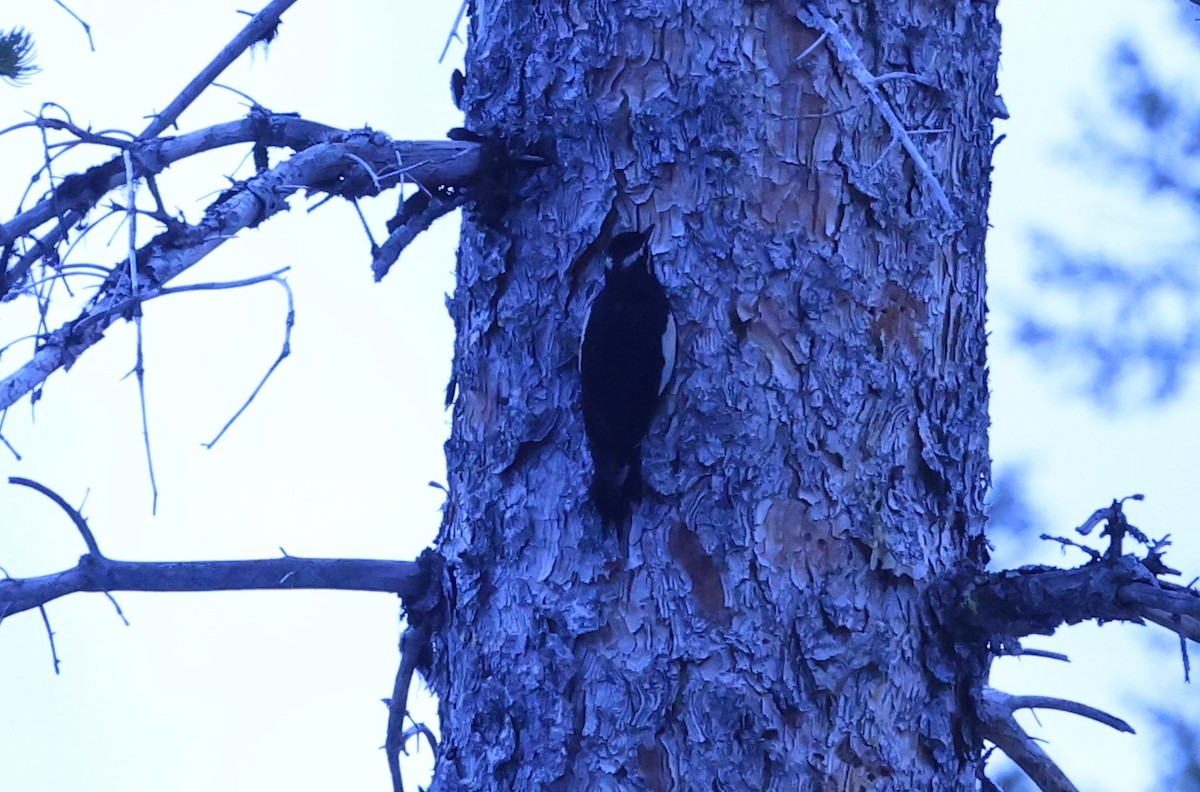 Williamson's Sapsucker - ML620617897