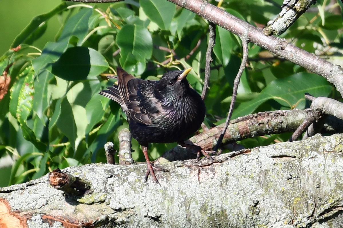 European Starling - ML620617903