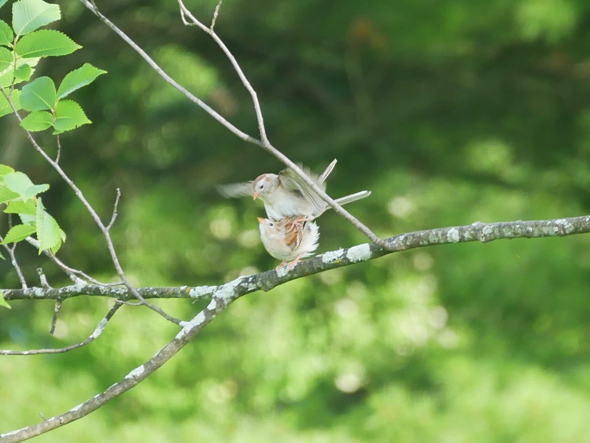 Field Sparrow - ML620617906