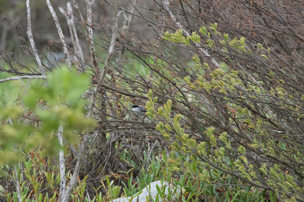 Yucatan Gnatcatcher - ML620617909