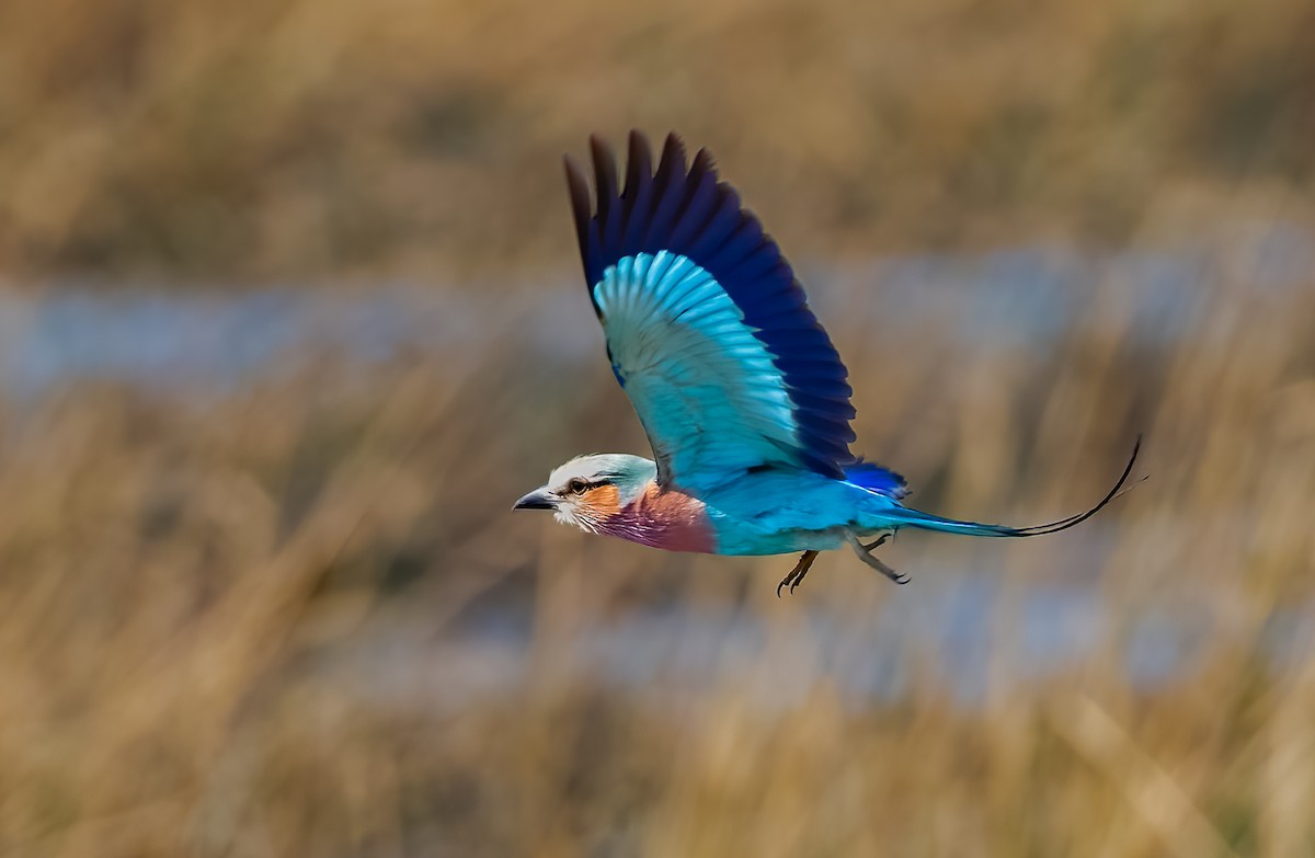 Lilac-breasted Roller - ML620617913