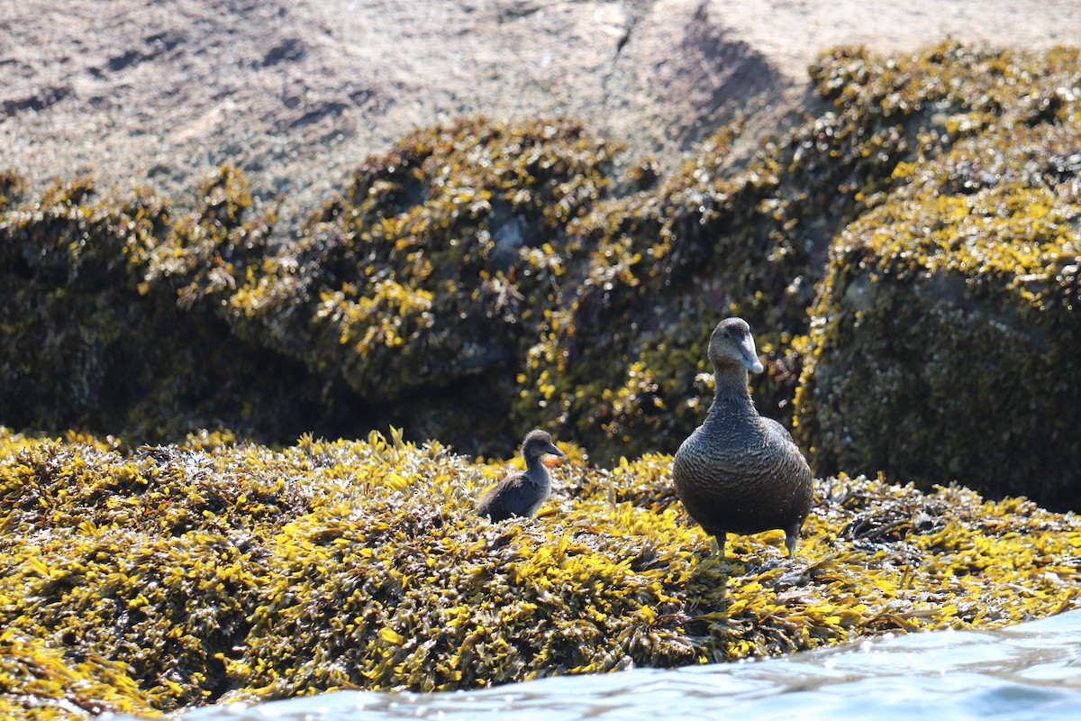 Common Eider - ML620617914