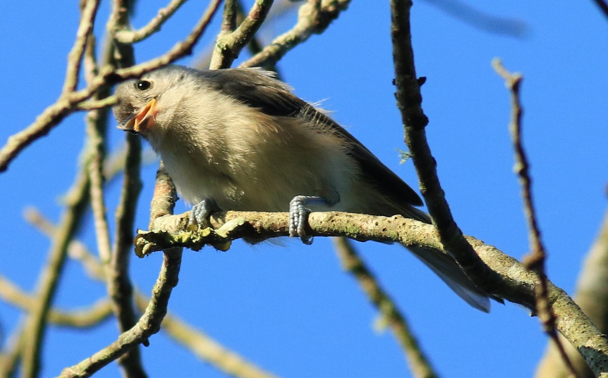 Tufted Titmouse - ML620617915