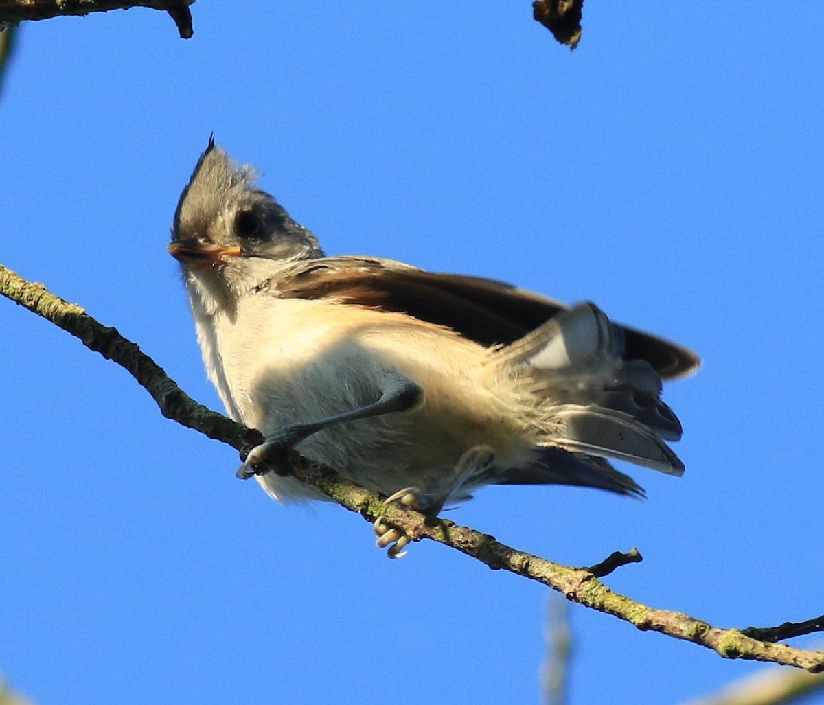 Tufted Titmouse - ML620617916