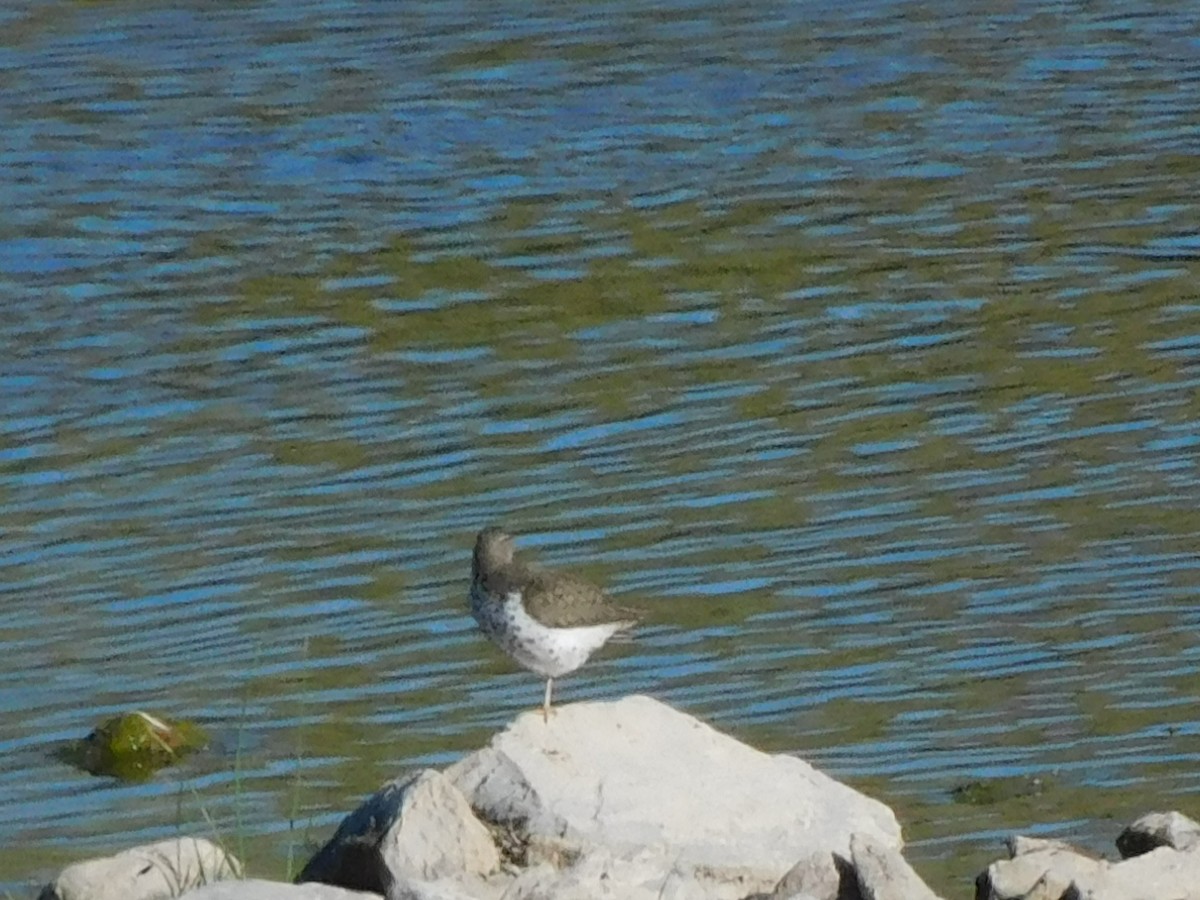 Spotted Sandpiper - ML620617917