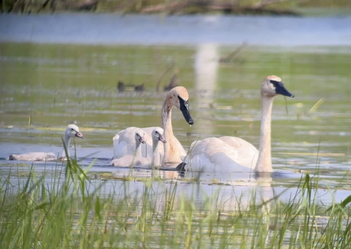 Trumpeter Swan - ML620617918