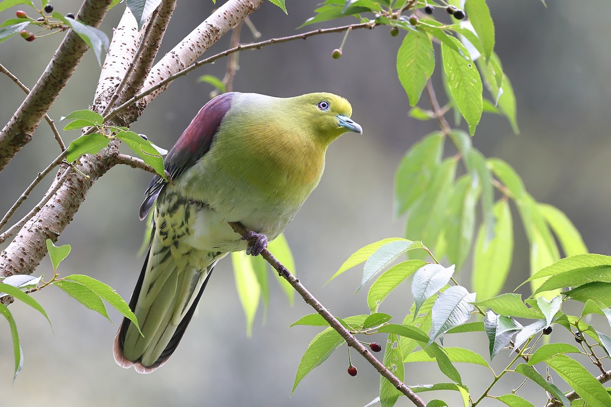 White-bellied Green-Pigeon - ML620617919