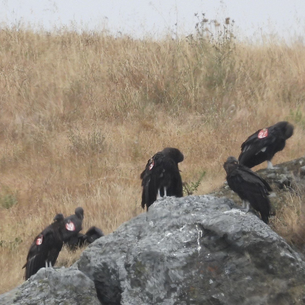 California Condor - ML620617920