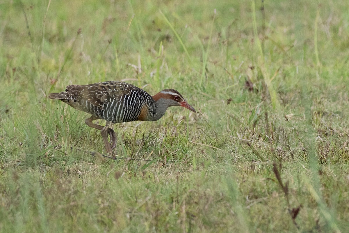 Buff-banded Rail - ML620617921