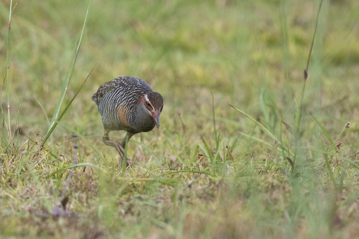 Buff-banded Rail - Doug Whitman