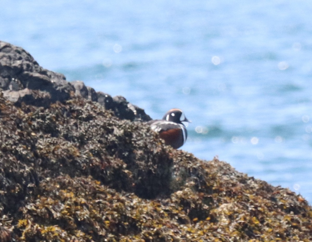 Harlequin Duck - ML620617923