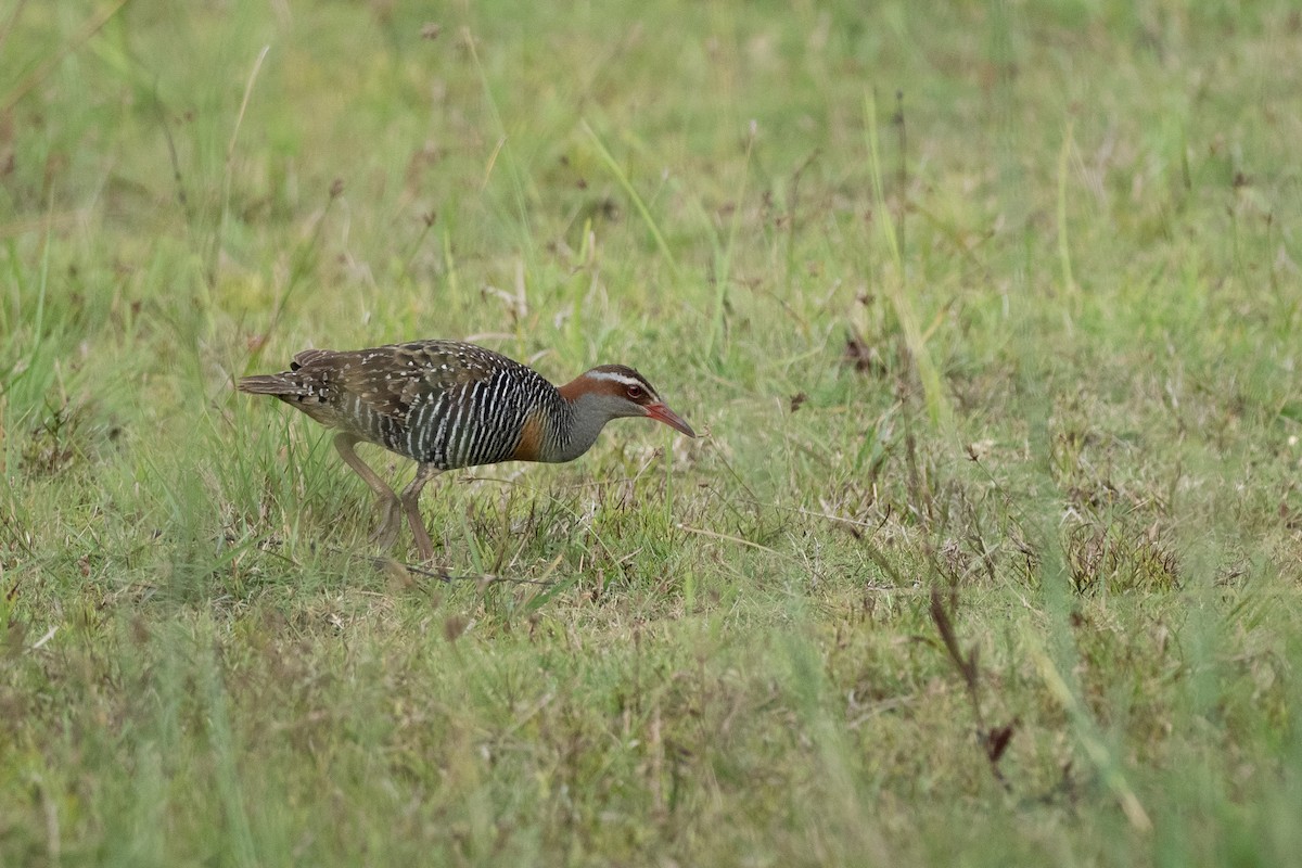 Buff-banded Rail - ML620617924