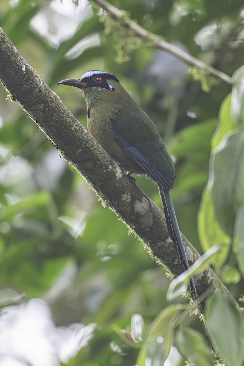 Andean Motmot - ML620617925