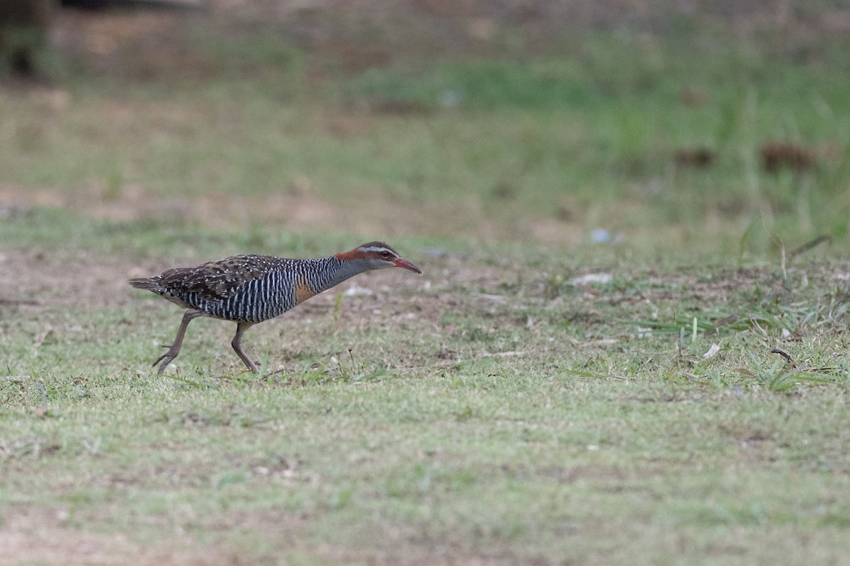 Buff-banded Rail - ML620617926