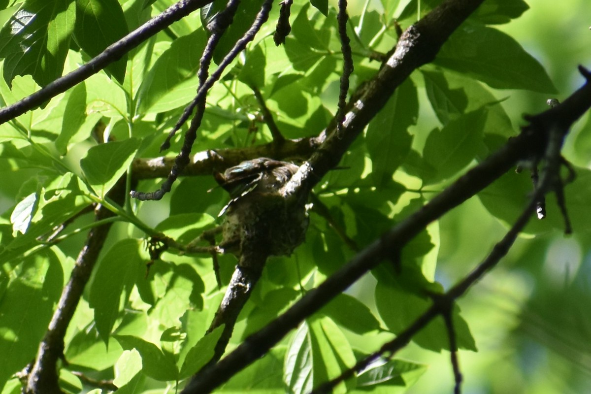 Ruby-throated Hummingbird - ML620617927