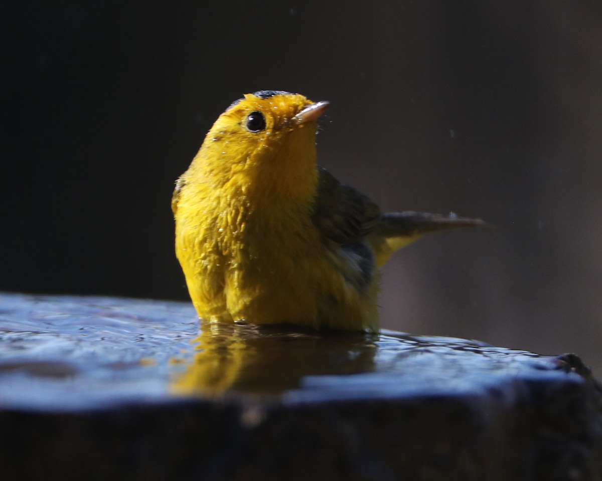 Wilson's Warbler - Linda Dalton