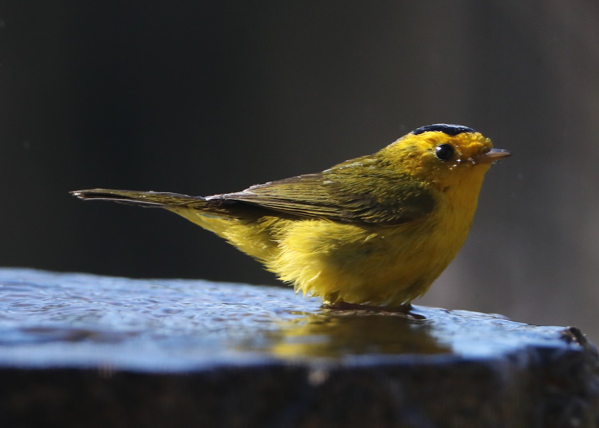 Wilson's Warbler - ML620617930