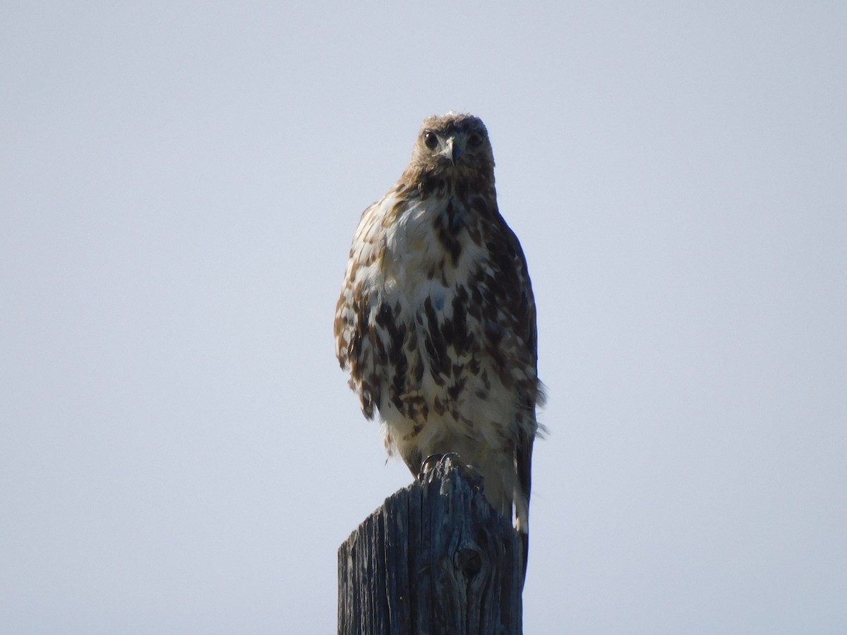 Red-tailed Hawk - ML620617931