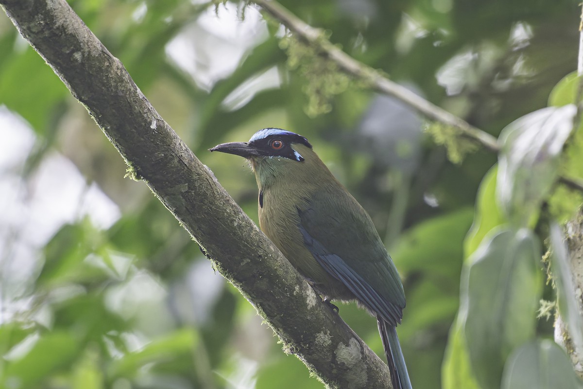 Andean Motmot - George Roussey