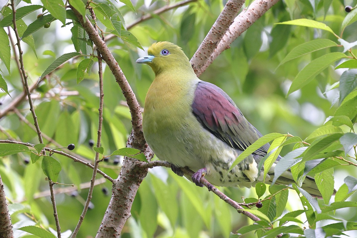 White-bellied Green-Pigeon - ML620617934