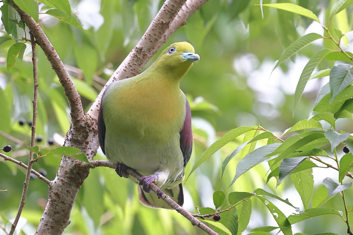 White-bellied Green-Pigeon - ML620617936