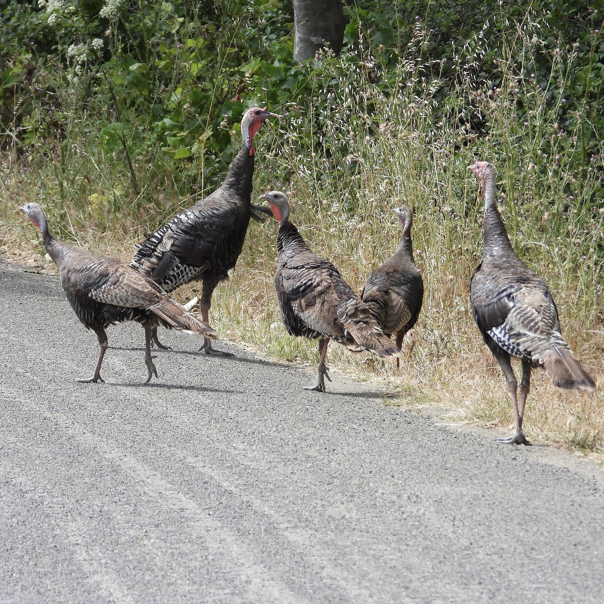 Wild Turkey - ML620617938