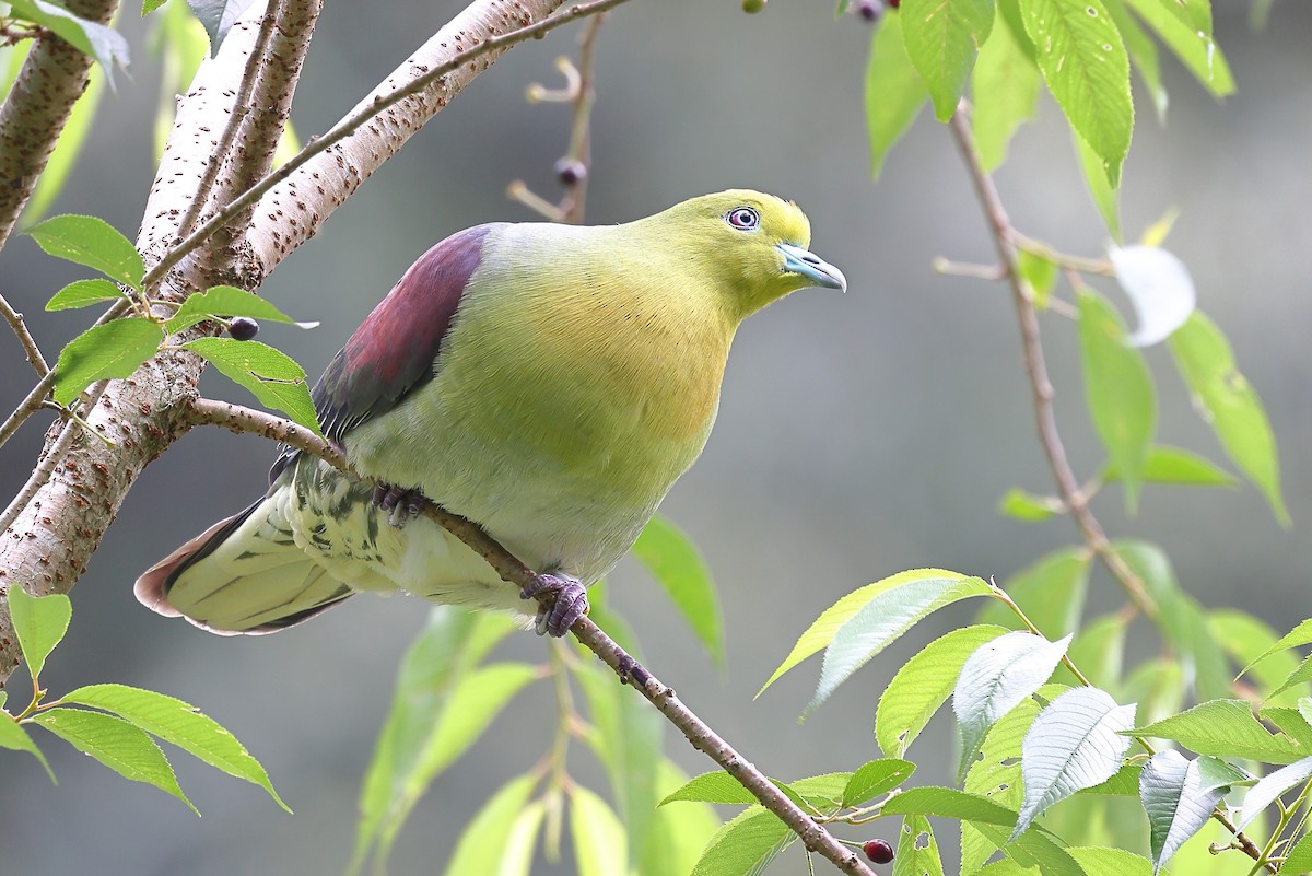 White-bellied Green-Pigeon - ML620617942