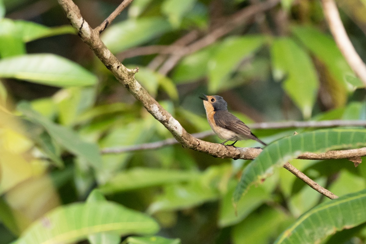 Palau Flycatcher - ML620617943