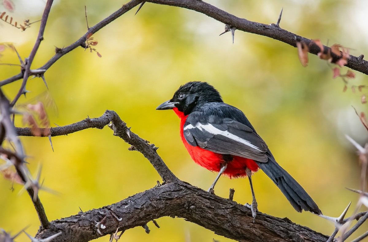 Crimson-breasted Gonolek - ML620617946