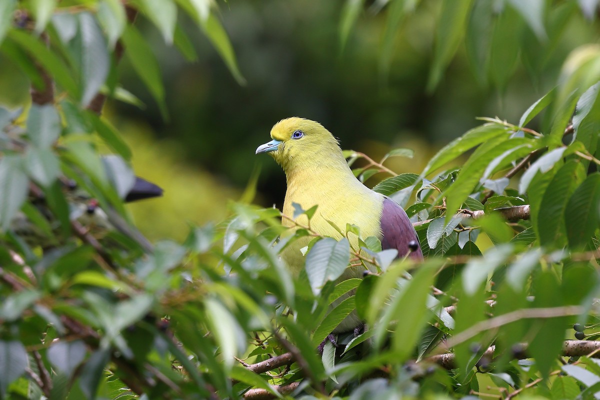 White-bellied Green-Pigeon - ML620617947