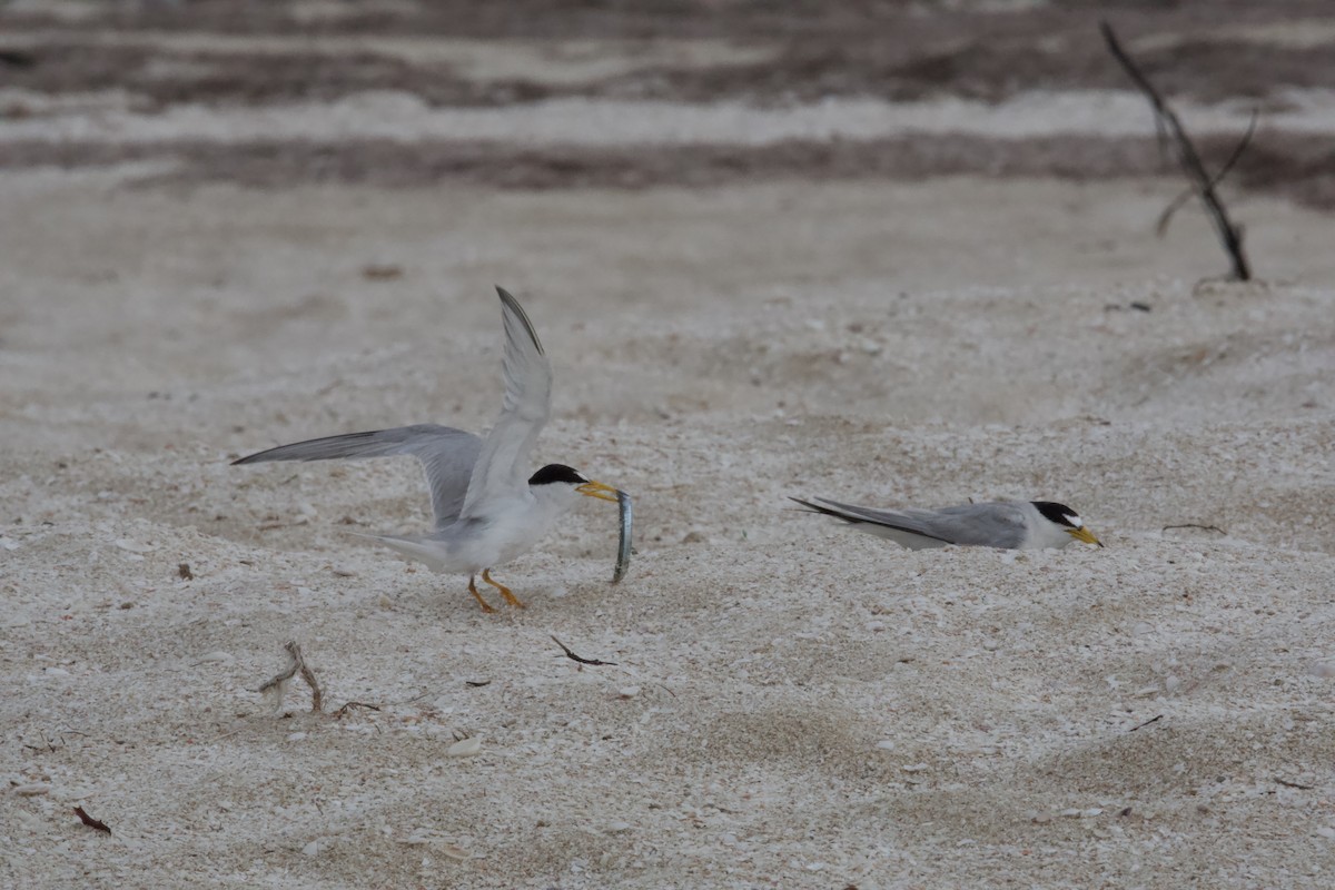 Least Tern - ML620617948